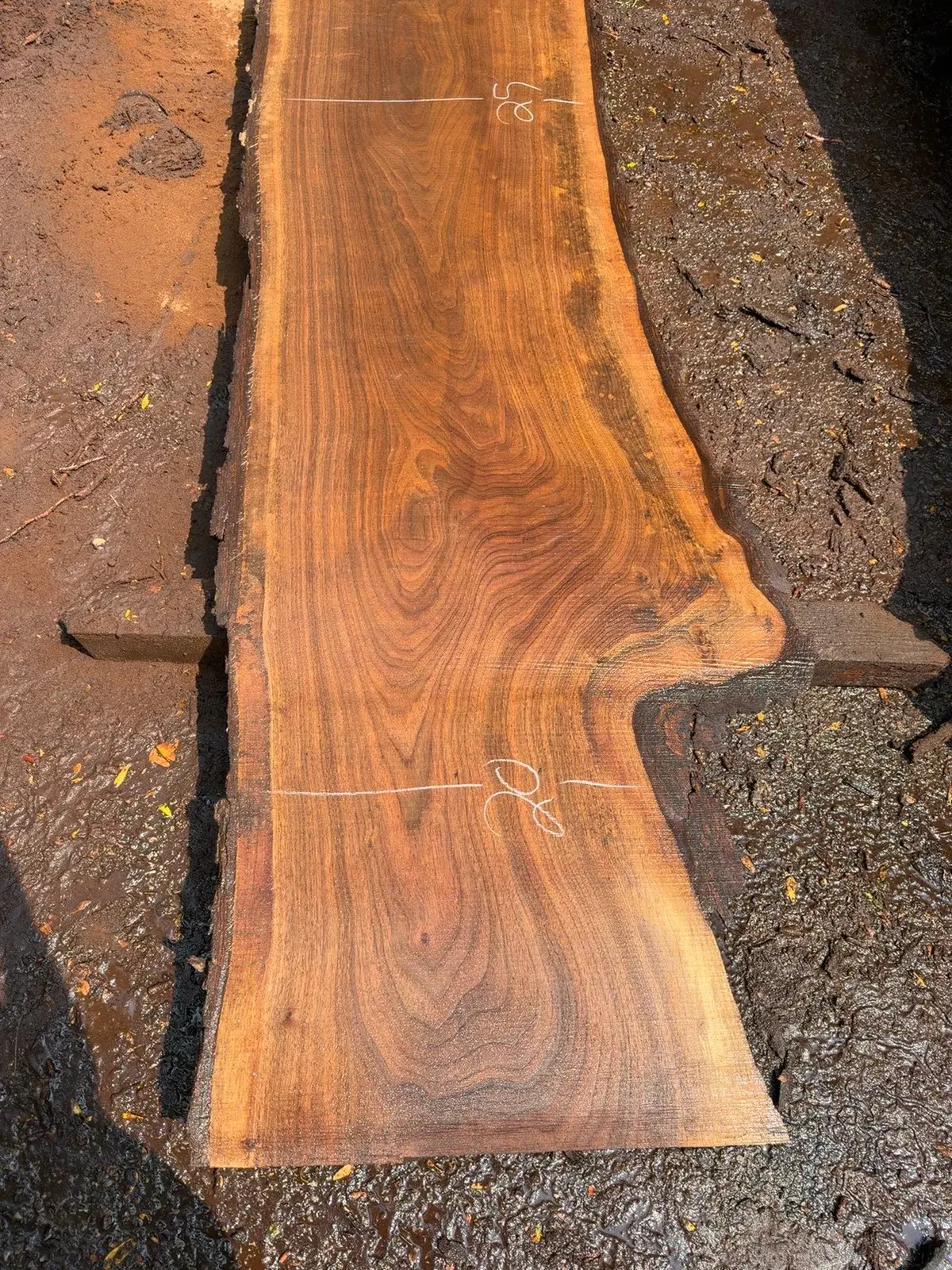 Keeping black walnut rich without making it muddy timber field note