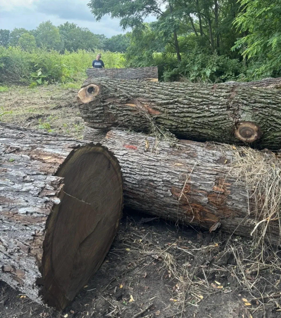 What makes a standing black walnut valuable? timber field note