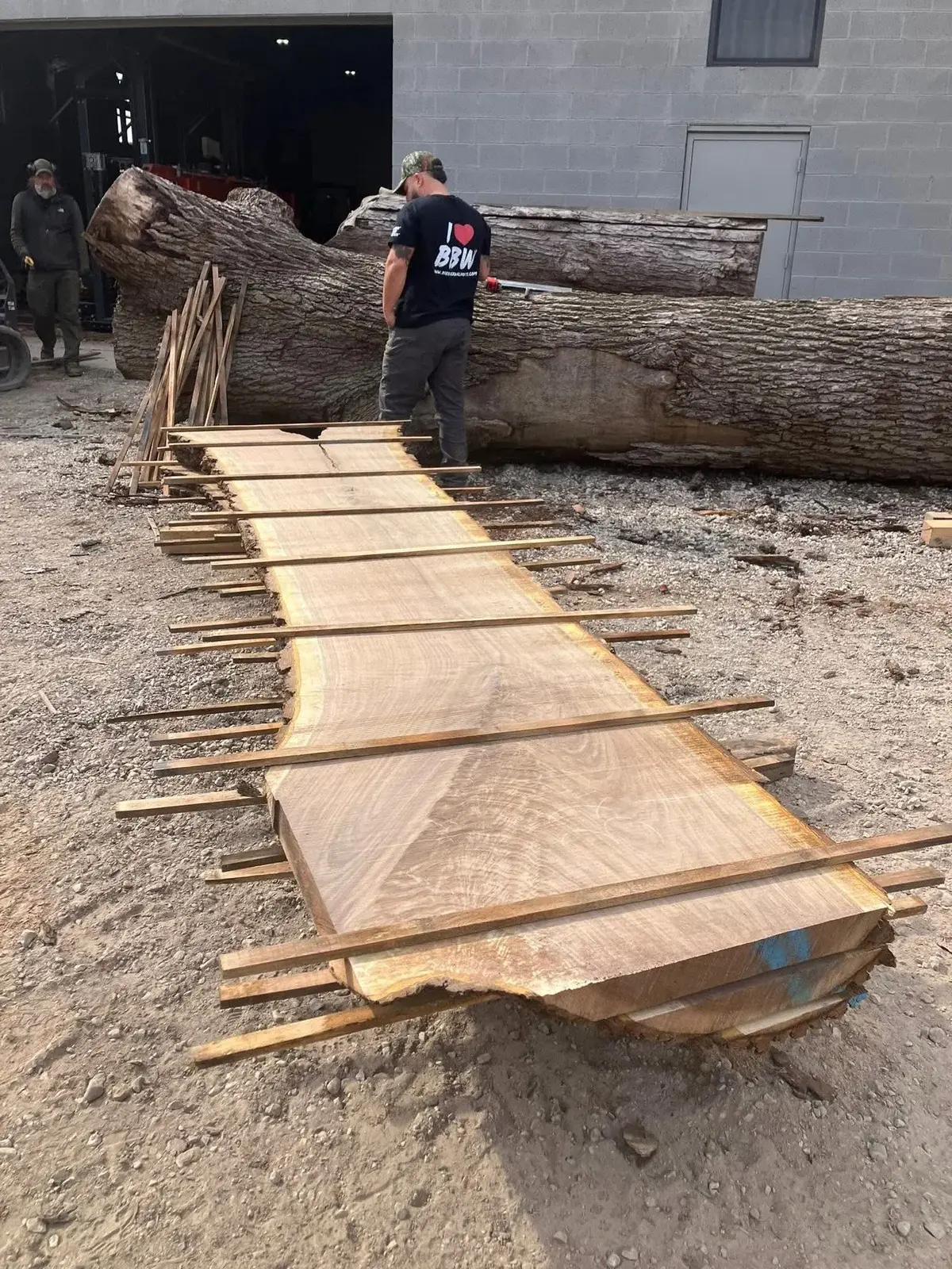 Black Walnut timber slab named Fresh-Sawn Walnut Sequential Set 01