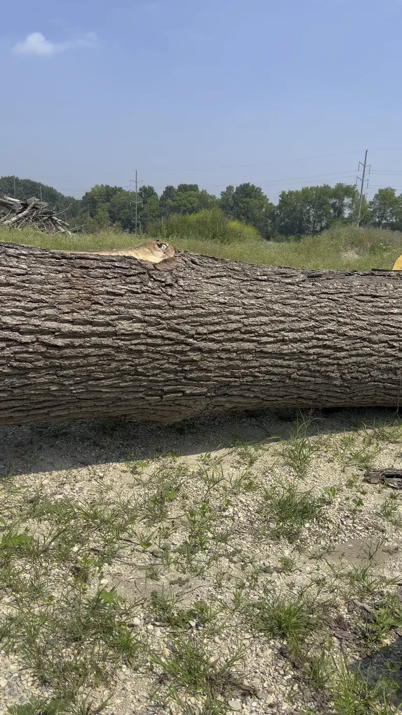 Black Walnut timber slab named Oversized Black Walnut Yard Log Lot 01
