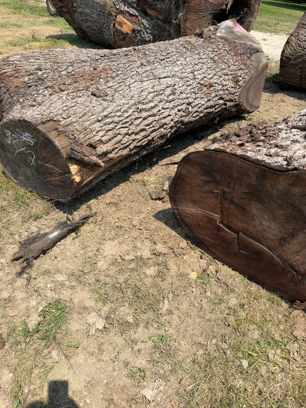 BBW Timber Field Cap